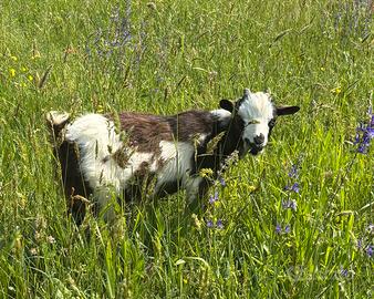 Capretto nano tibetano