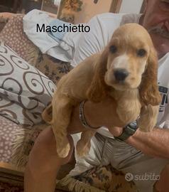 Cocker maschietto