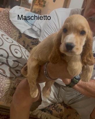 Cocker maschietto