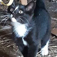 Gattina bianca e nera