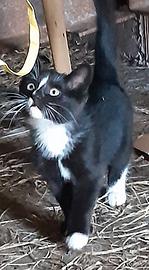 Gattina bianca e nera