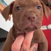 Cuccioli American Pitbull