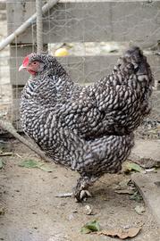 Gallina Coucou de Malines uovadacova