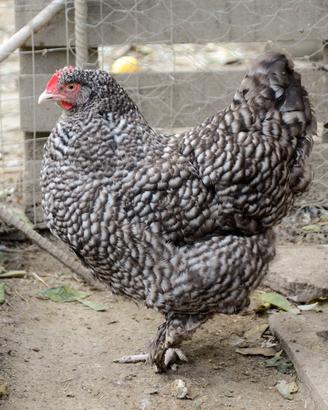 Gallina Coucou de Malines uovadacova