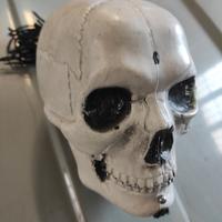 teschio plastificato