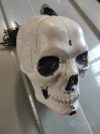 teschio plastificato