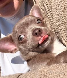 Piccola Sole per una nuova famiglia