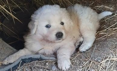 Cuccioli di Pastore Maremmano