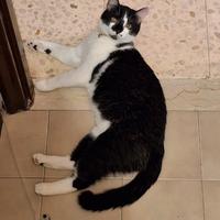 Gattino di nome Tommy