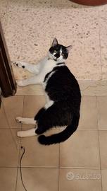 Gattino di nome Tommy