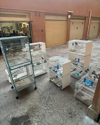Pappagalli: coppie riproduttive Roseicollis