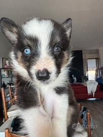 Border collie