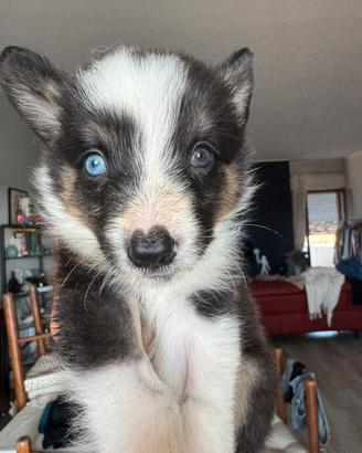 Border collie