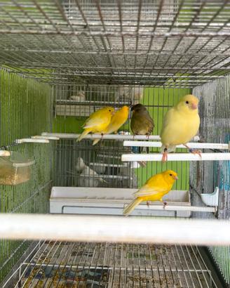 Canarini maschi