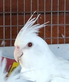Calopsite albino maschio