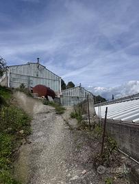 2 serre 600 e 200 m2