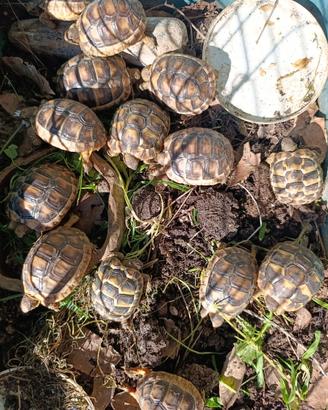 Tartarughe di terra