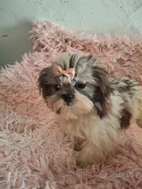 cuccioli Shitzu 