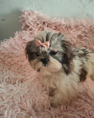 cuccioli Shitzu 