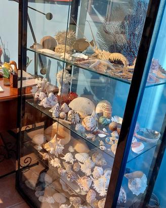 VETRINA CON COLLEZIONE DI MALACOLOGIA