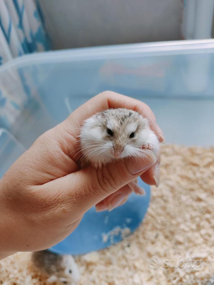 Palla Per Esercizi Criceto 18.5cm - Palla Da Corsa Trasparente In Plastica, Per Giochi E Allenamento - Foto 5