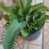 Kalanchoe 