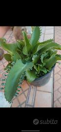 Kalanchoe 