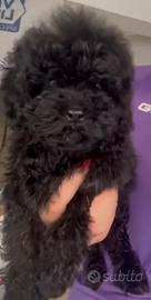 Cuccioli di barboncino