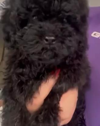 Cuccioli di barboncino