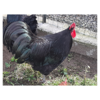 Gallo australorp