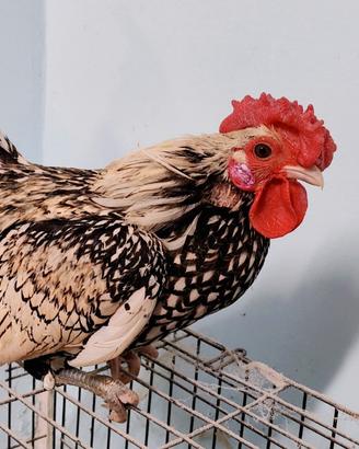 Giovane Gallo Sebright