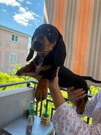Cucciolo di bassotto, maschio