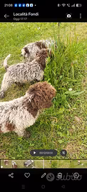 Cuccioli da tartufi Lagotto