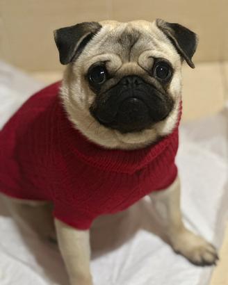 Carlino