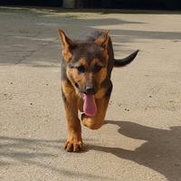 Pastore tedesco cucciola