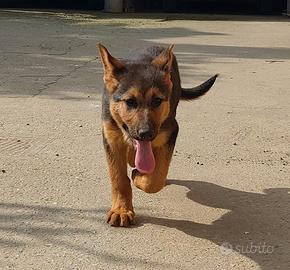 Pastore tedesco cucciola