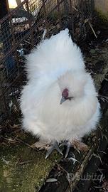 Moroseta galline ornamentali