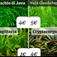 Piante acquario