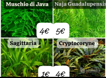 Piante acquario