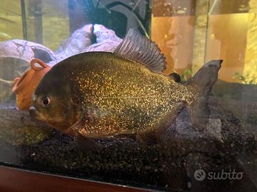 2 Piranha Natteteri