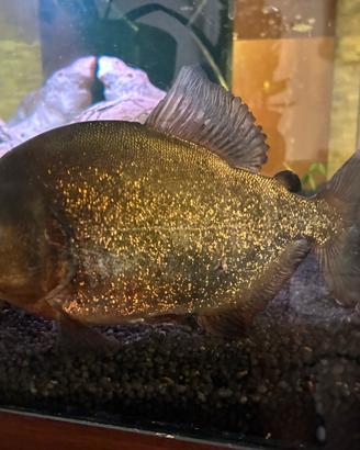2 Piranha Natteteri