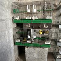 Blocco uccelli e gabbie