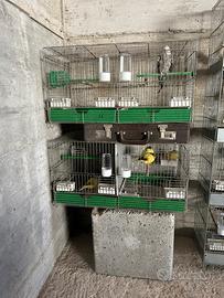 Blocco uccelli e gabbie