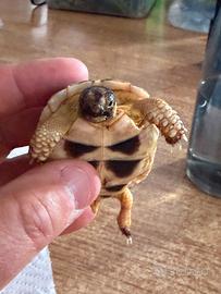 Tartaruga da terra
