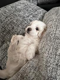 Bianco Maltese cuccioli
