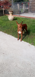 Cucciolone Pinscher nano