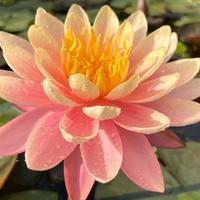 Ninfea mangkala ubol pianta