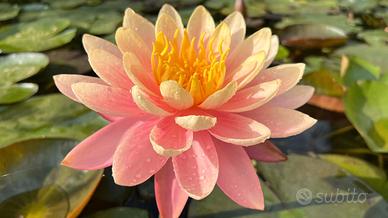 Ninfea mangkala ubol pianta