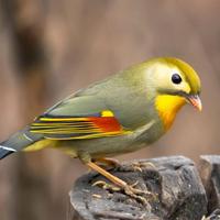 Coppia riproduttiva di usignolo del giapp