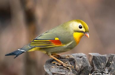 Coppia riproduttiva di usignolo del giapp